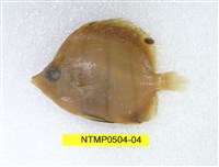 藏品(尖嘴蝴蝶魚)的圖片